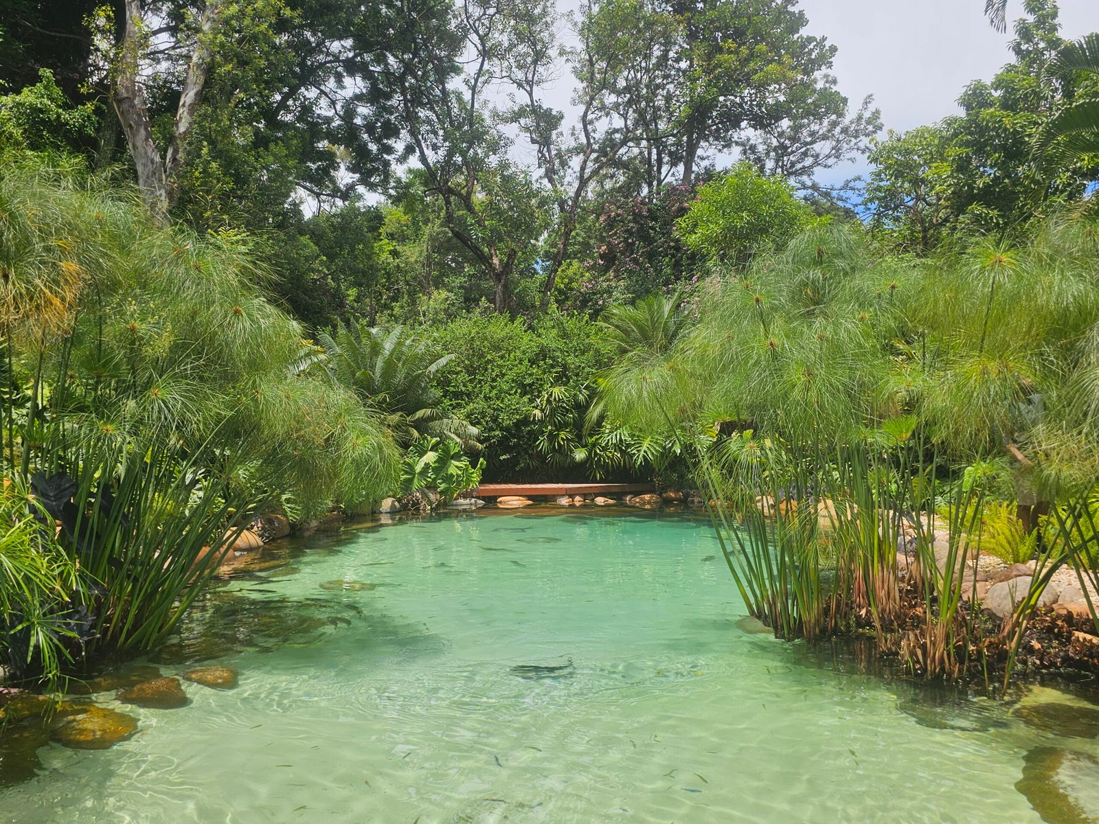Papyrus et fougères entourant un bassin d'eau claire