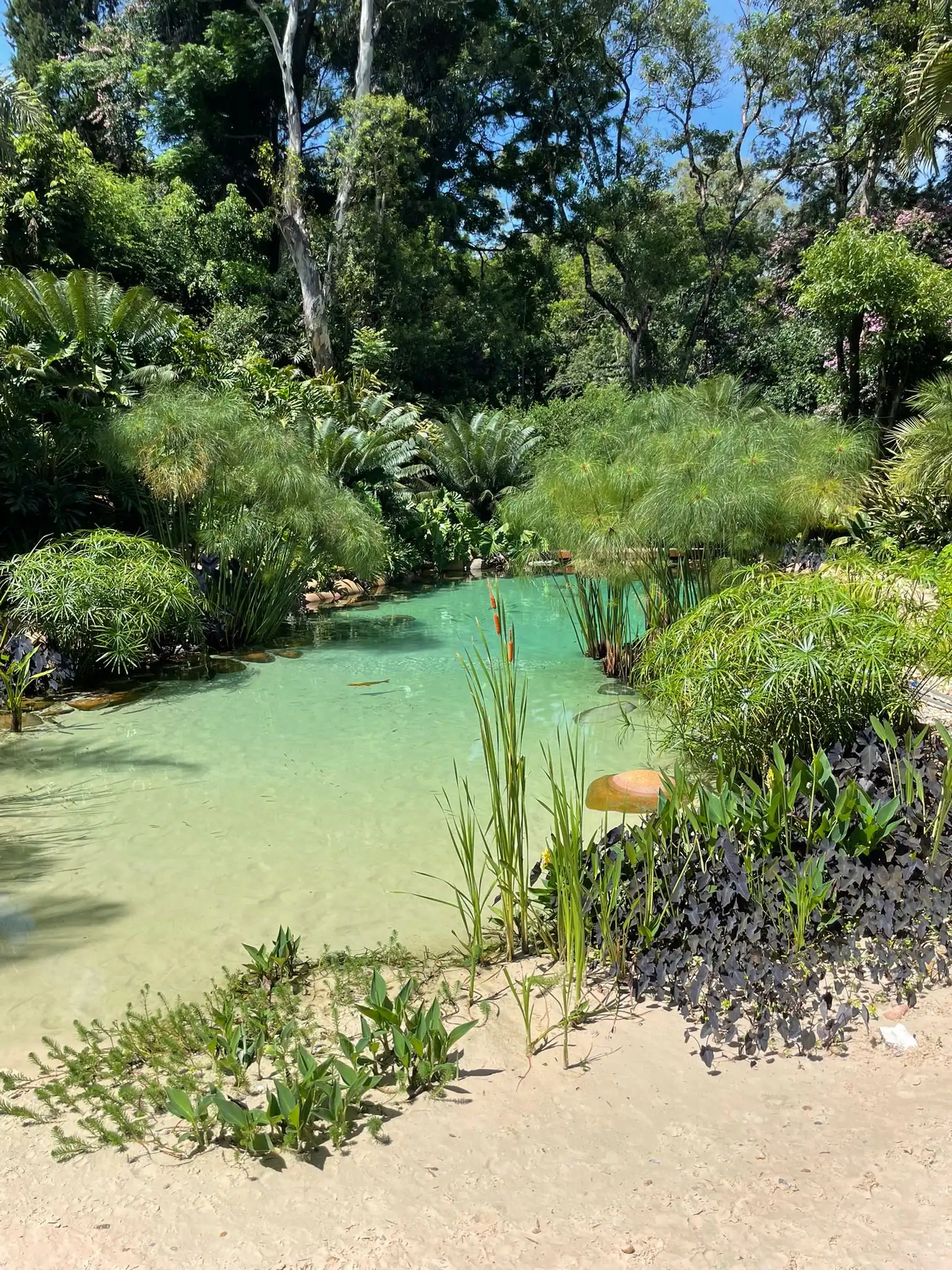 Biological plant filtration Water-filtering plants around a pond