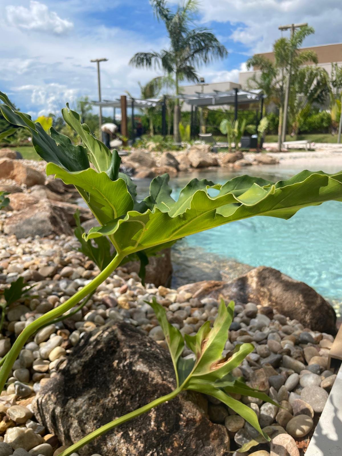 Gros plan sur une feuille de Philodendron tropicale