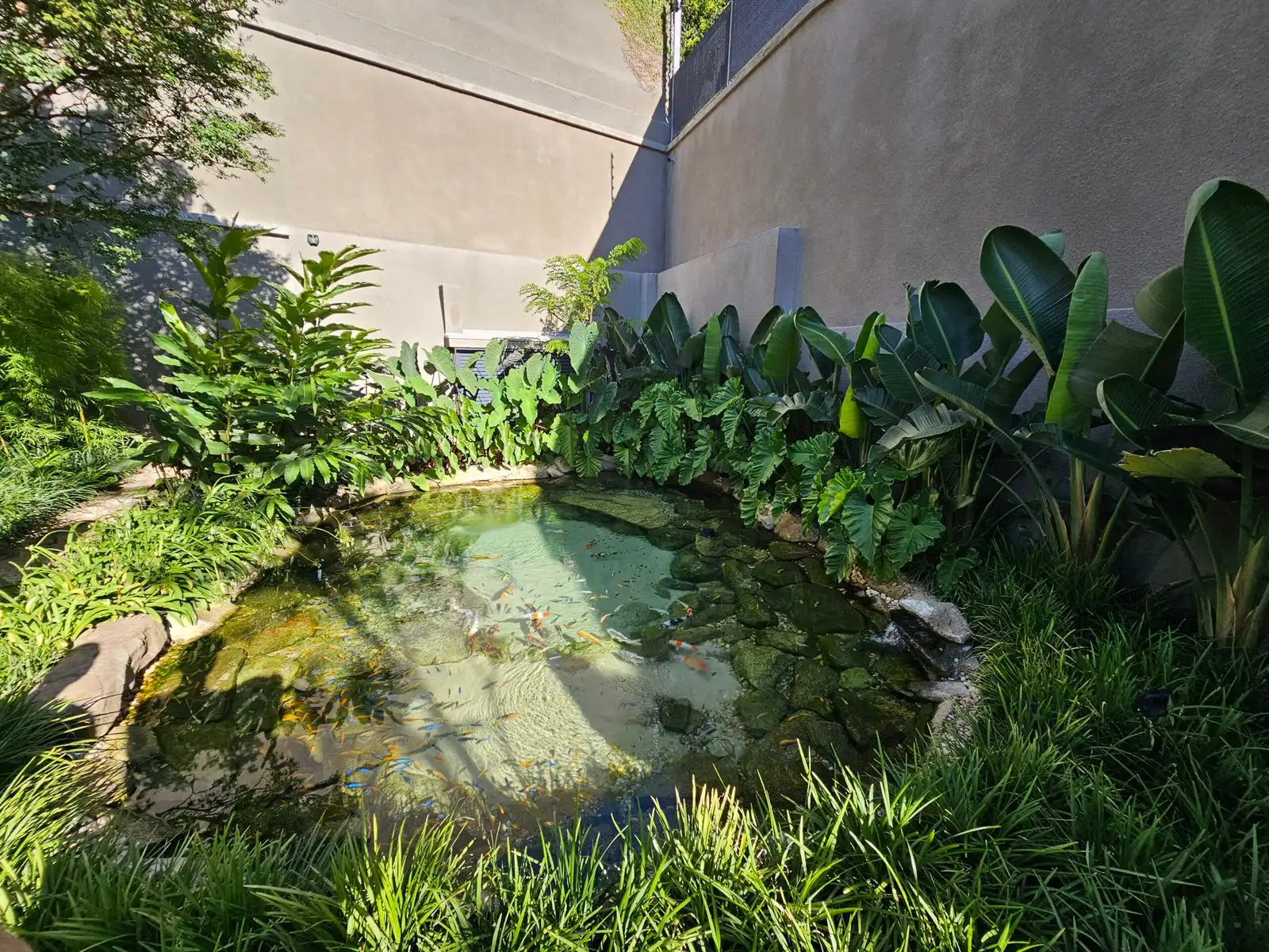 Fish lagoon Lagoon with fish and a lot of vegetation
