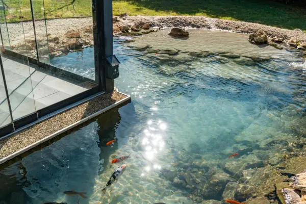 Bassin avec poissons Des bassins adaptés à la vie aquatique